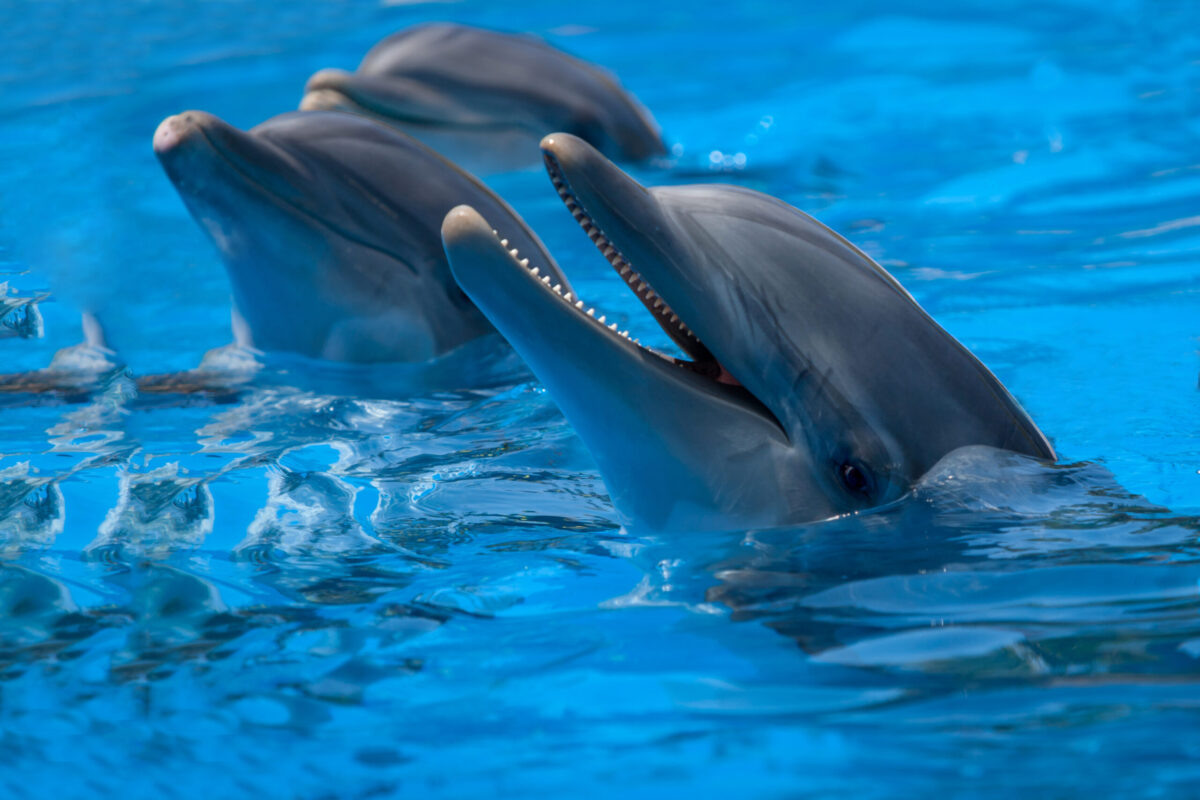 Funny dolphins in the pool during a show at a zoo