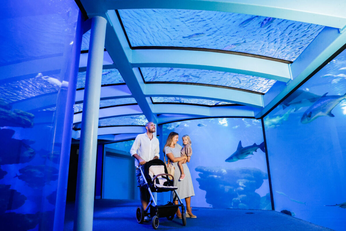 Big Blue - Tunel Tiburones