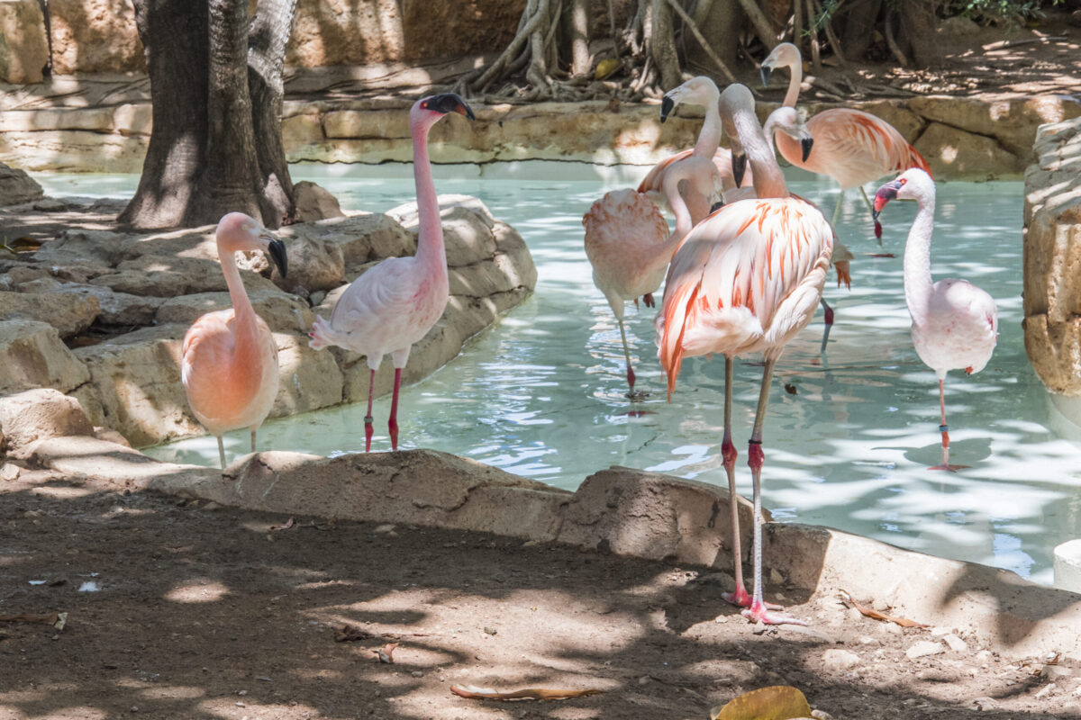 Flamencos 7 papagayos
