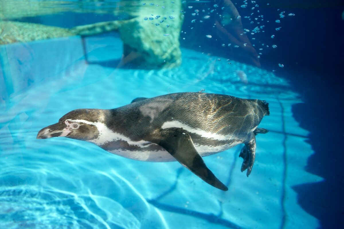 Pinguinos_04